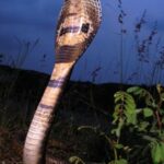 A característica mais distintiva e impressionante da cobra naja indiana é a capa, que faz levantando a parte anterior do corpo e espalhando algumas das costelas na região do pescoço, quando ela é ameaçada.