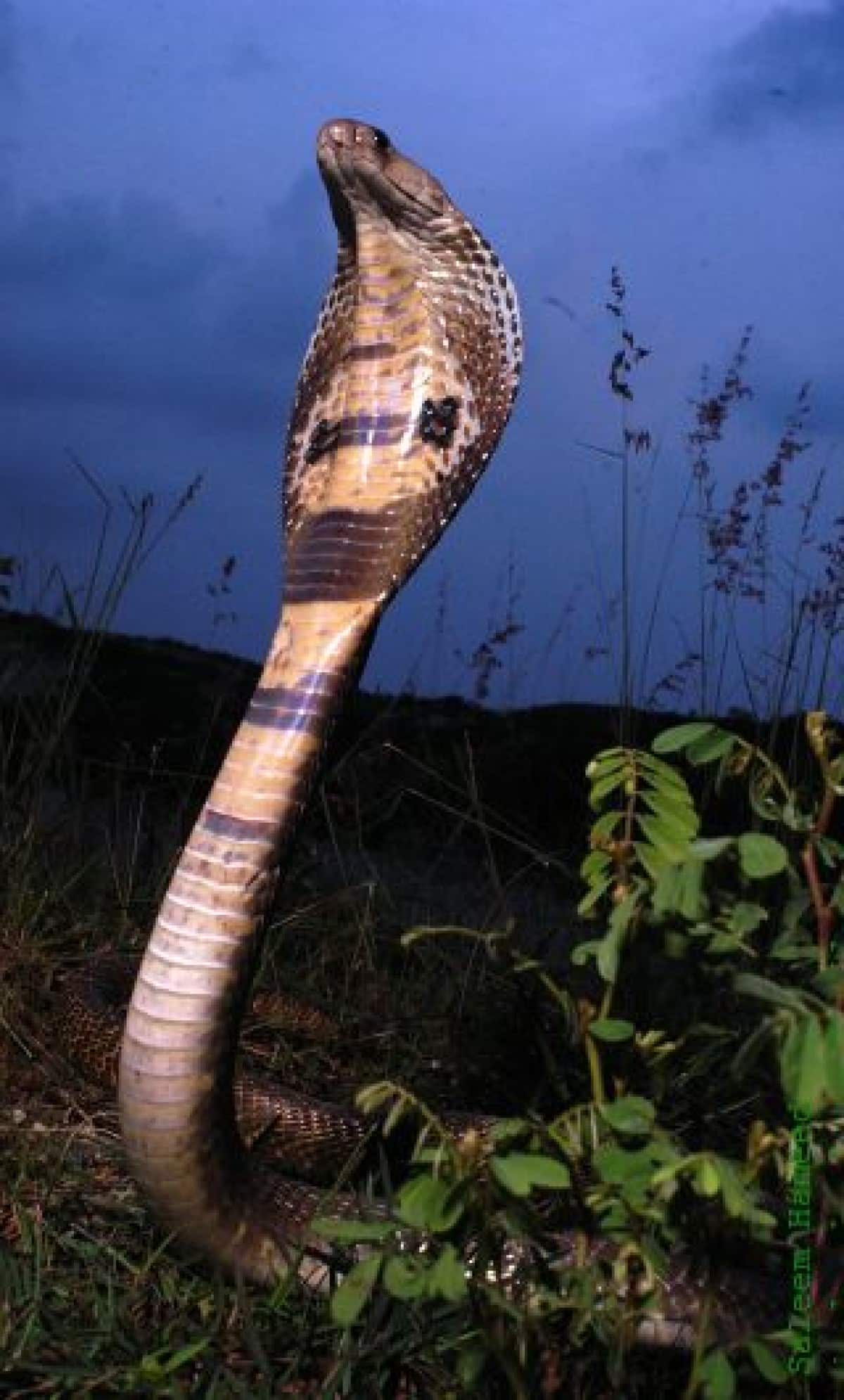 A característica mais distintiva e impressionante da cobra naja indiana é a capa, que faz levantando a parte anterior do corpo e espalhando algumas das costelas na região do pescoço, quando ela é ameaçada.
