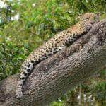 A onça-pintada (Panthera onça) é a rainha do Pantanal, ao passo que está no topo da cadeia alimentar, sendo o animal considerado o mais incrível superpredador.