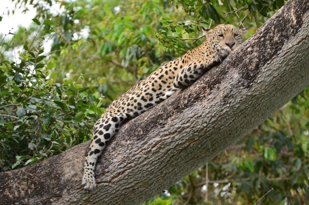 A onça-pintada (Panthera onça) é a rainha do Pantanal, ao passo que está no topo da cadeia alimentar, sendo o animal considerado o mais incrível superpredador.