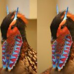 A cabeça do macho é preta com listras laranja-avermelhadas em ambos os lados e no pescoço e pele nua de cor semelhante nas bochechas e ao redor dos olhos.