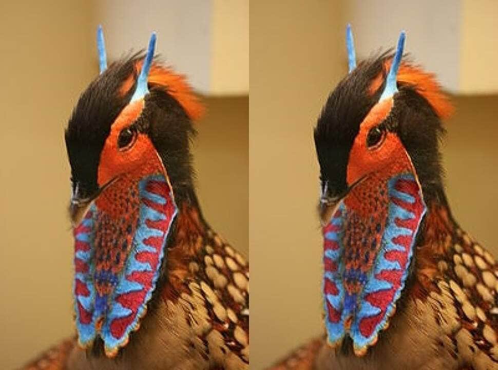 A cabeça do macho é preta com listras laranja-avermelhadas em ambos os lados e no pescoço e pele nua de cor semelhante nas bochechas e ao redor dos olhos.