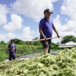 prefeitura oferece servicos de maquinario para colheita de silagem dos produtores rurais