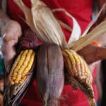 producao sustentavel de alimentos depende da reforma agraria diz mst