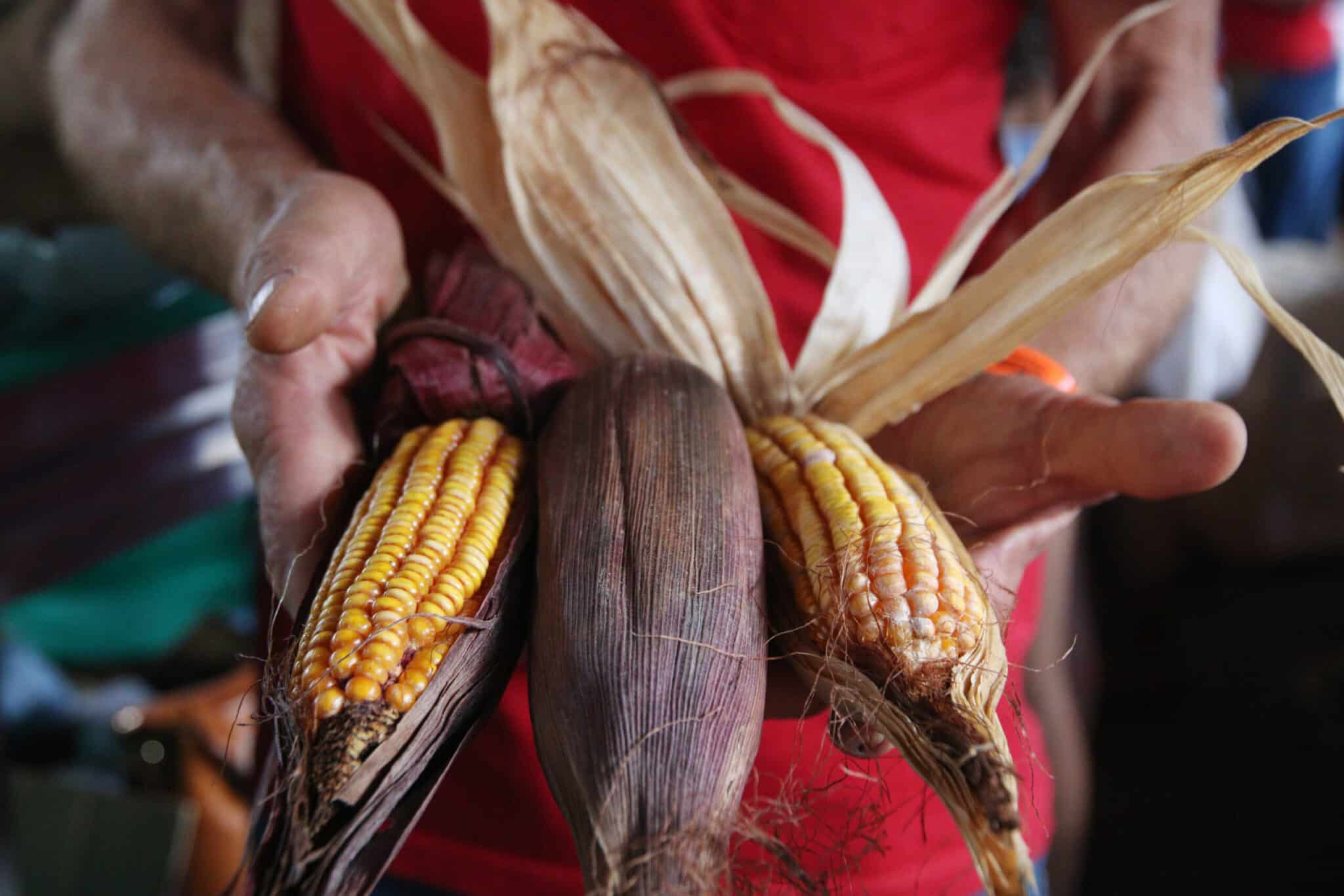 producao sustentavel de alimentos depende da reforma agraria diz mst scaled