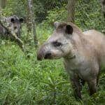 A anta também é conhecida por anta-comum, anta-gameleira, anta-sapateira, antaxuré, batuvira, pororoca, tapiira, tapira e tapiretê.