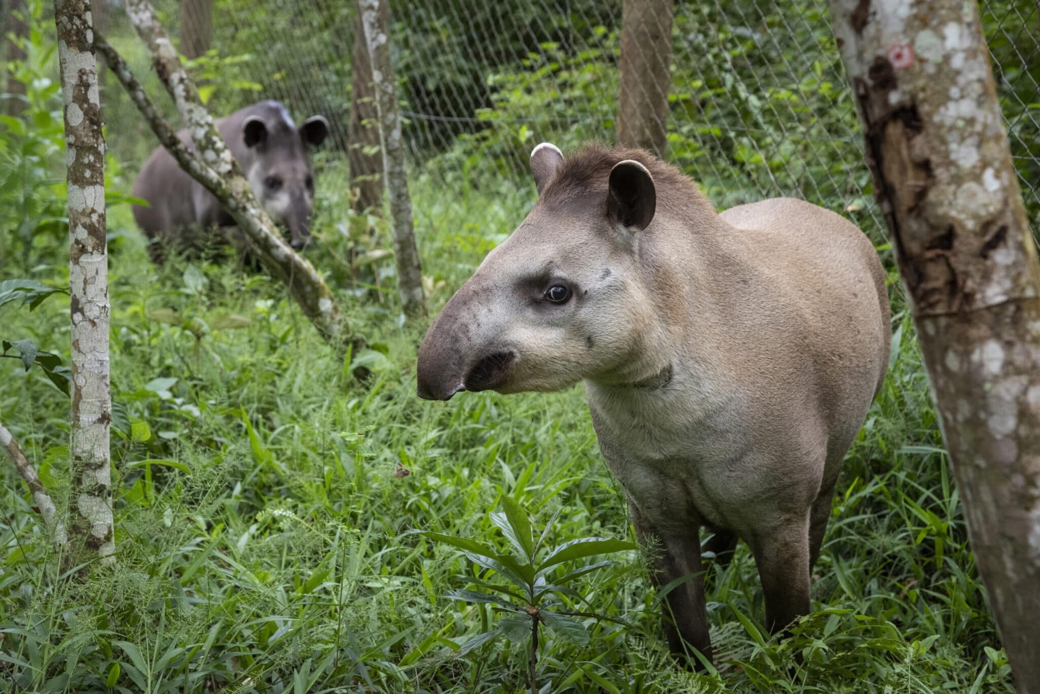A anta também é conhecida por anta-comum, anta-gameleira, anta-sapateira, antaxuré, batuvira, pororoca, tapiira, tapira e tapiretê.