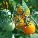 Na hora de escolher o tomate para ser incorporado à dieta, é preciso levar em consideração algumas recomendações