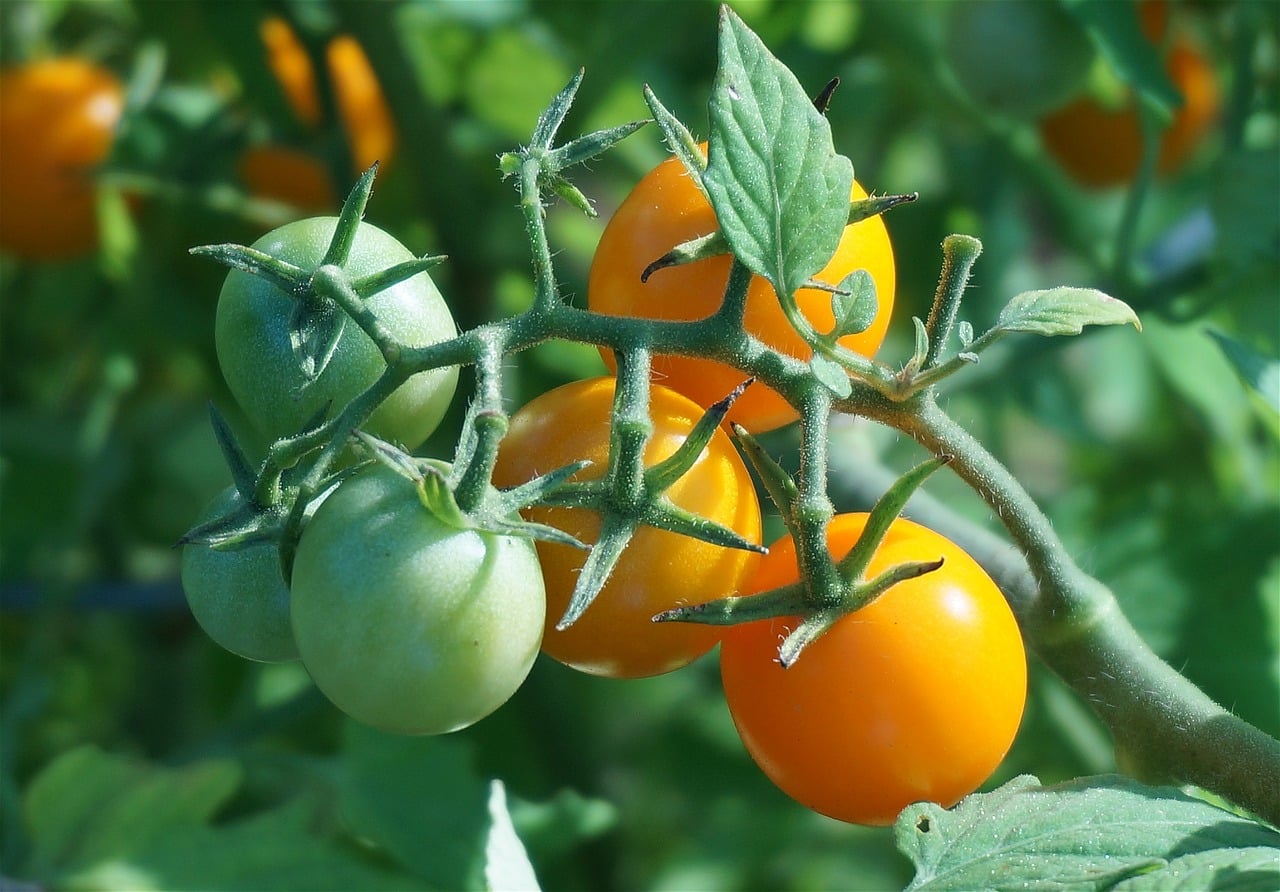 Na hora de escolher o tomate para ser incorporado à dieta, é preciso levar em consideração algumas recomendações