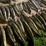 Apreensão de pescado em Barão de Melgaço  - Foto por: Sema/MT