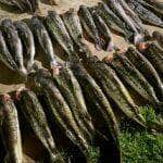 Apreensão de pescado em Barão de Melgaço  - Foto por: Sema/MT