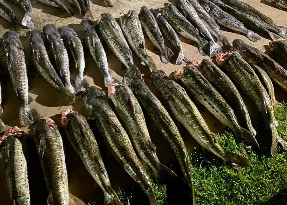 Apreensão de pescado em Barão de Melgaço  - Foto por: Sema/MT