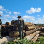 Operação Amazônia fiscaliza madeireiras em Colniza  - Foto por: Sema-MT