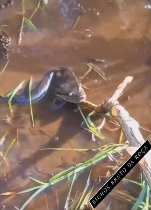 É incrível como a cobra sucuri consegue ficar camuflada no brejo a espera de um presa para fazer um lanchinho.