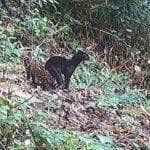 Raro, selvagem e até mesmo exótico, assim foi definido o gato-do-mato-pequeno (Leopardus guttulus) avistado em uma reserva protegida da Mata Atlântica