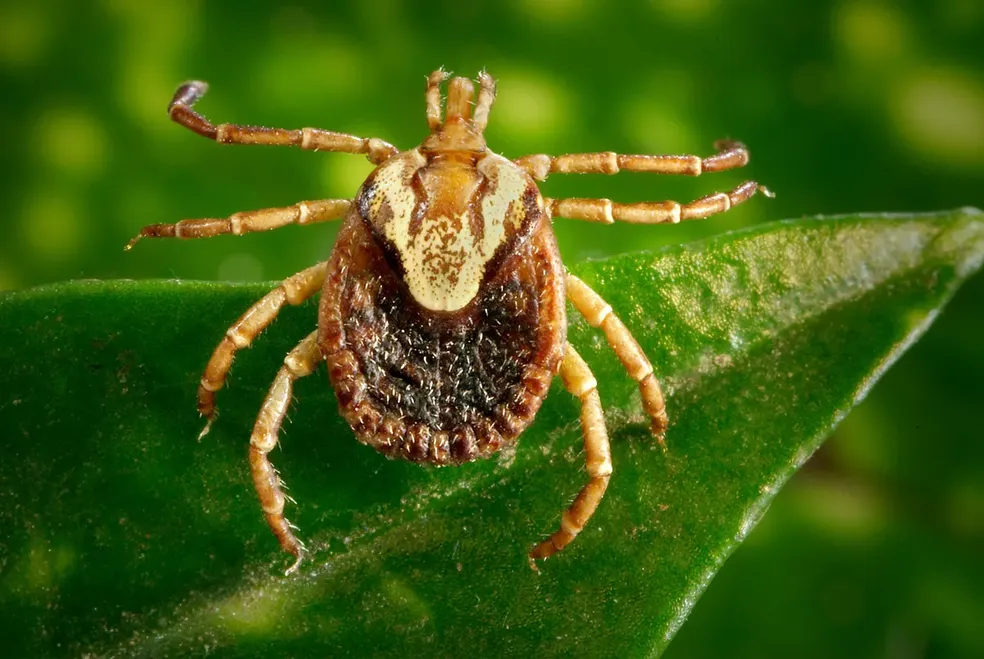 Febre maculosa: cachorro pode carregar carrapato? E boi? Como tirar o parasita?