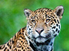 A onça-pintada é considerada a rainha do Pantanal Mato-grossense, sendo o maior felino da América do Sul.