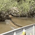 Cobra Gigante assusta amigos em passeio de Canoa