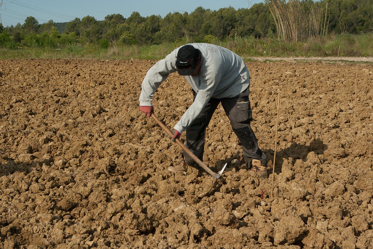 O Dia do Colono: Uma Homenagem à Herança Agrícola