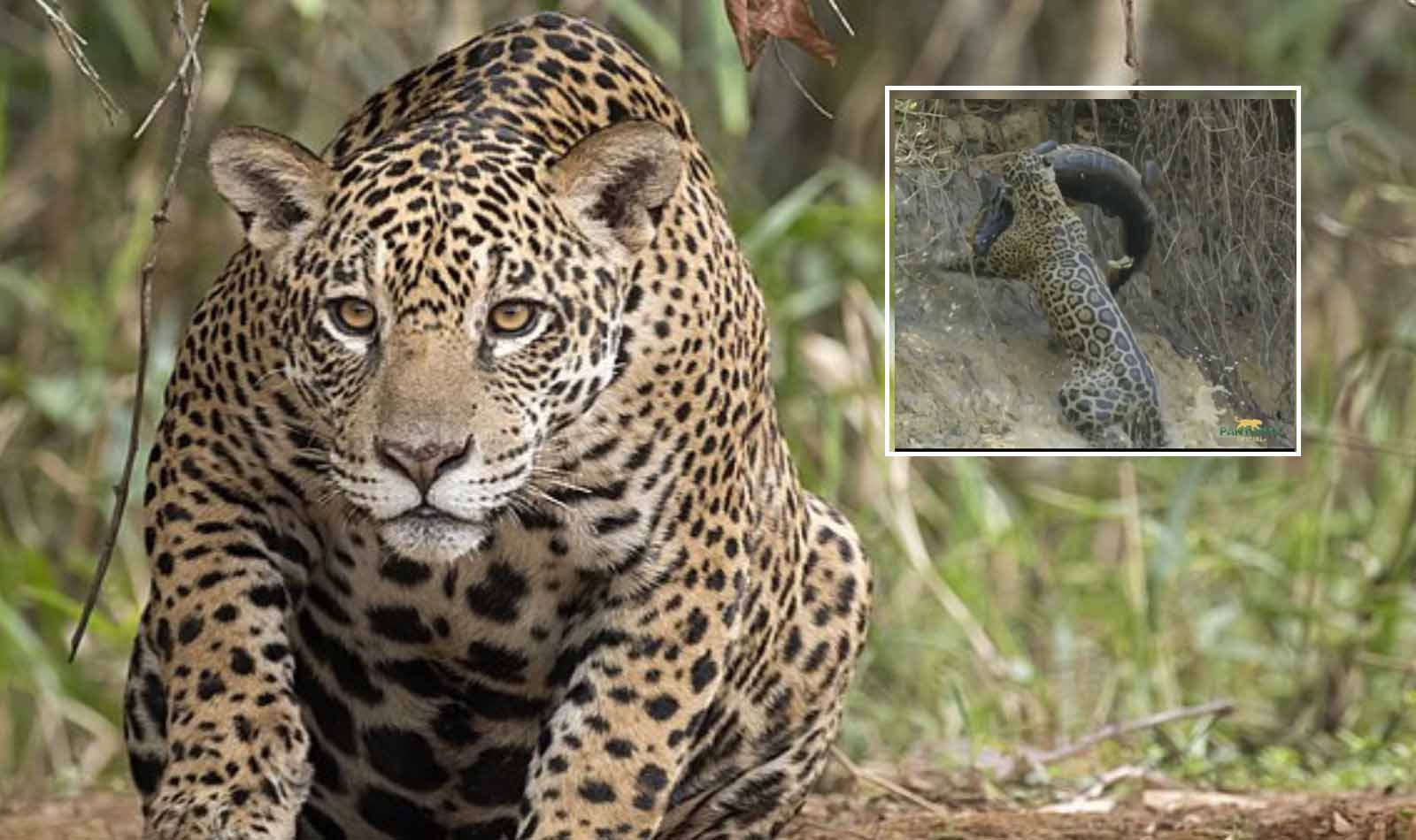 Onça-pintada captura jacaré em poucos segundos no Pantanal