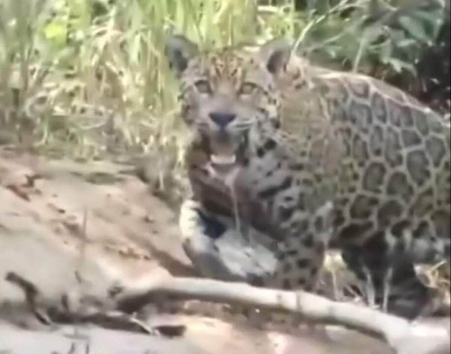 O maior desafio desses maravilhosos felinos, a onça-pintada, é sobreviver em espaços cada vez menores por conta do desmatamento e destruição de seu habitat natural.