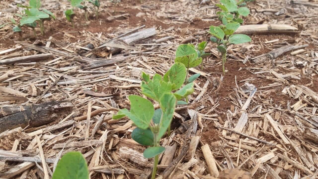 Produtores têm relatado que precisarão fazer replantio da soja e atraso pode prejudicar ainda mais plantio do milho segunda safra