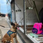 PRF apreende cocaína escondida em bagagem com auxílio de cão farejador
