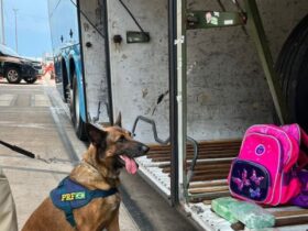 PRF apreende cocaína escondida em bagagem com auxílio de cão farejador
