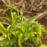 Pesquisadora da Fundação Rio Verde reforça necessidade de cuidados com plantas tiguera