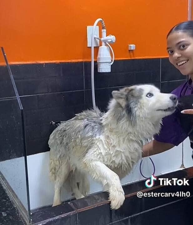 Os machos podem possuir até 60 cm de altura na cernelha e pesar cerca de 27 Kg; as fêmeas podem possuir até 56 cm de altura e pesar cerca de 25 Kg.