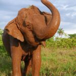 As presas de um elefante são os segundos incisivos superiores. As presas crescem continuamente; as presas de um adulto médio crescem aproximadamente 15 cm por ano