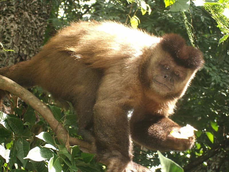 Os macacos-pregos ocorrem no continente sul-americano, e duas espécies são endêmicas do Brasil