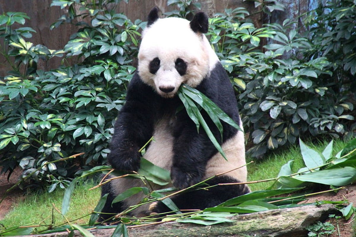 Os pandas podem alimentar-se de 25 espécies diferentes de bambus, mas a devastação das florestas limitou-os a pouca variedade em lugares mais íngremes, elevados e isolados da Ásia central.