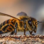 Resultado revela presença de agrotóxicos em abelhas mortas em propriedades de Mato Grosso