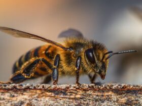 Mato Grosso detecta casos de doença bacteriana fatal em abelhas