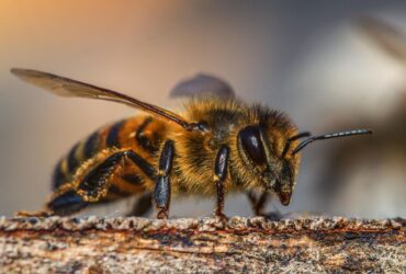 Resultado revela presença de agrotóxicos em abelhas mortas em propriedades de Mato Grosso