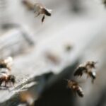 Ataque de abelhas