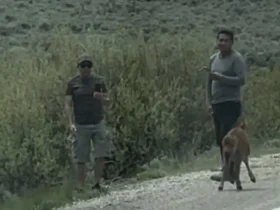 Apos turista condenado por pegar filhote de bisao autoridades dos EUA buscam mais dois homens que tocaram em animal