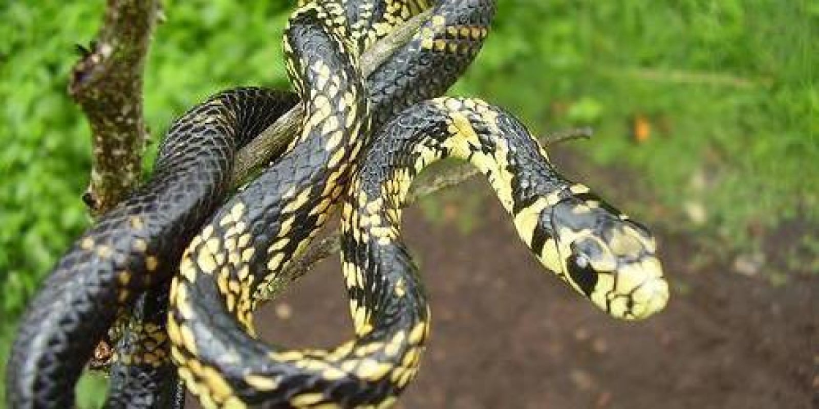 Essa espécie é ovípara, põe em media cerca de 15 ovos em locais escondidos da terra, sendo que quase todos nascem.