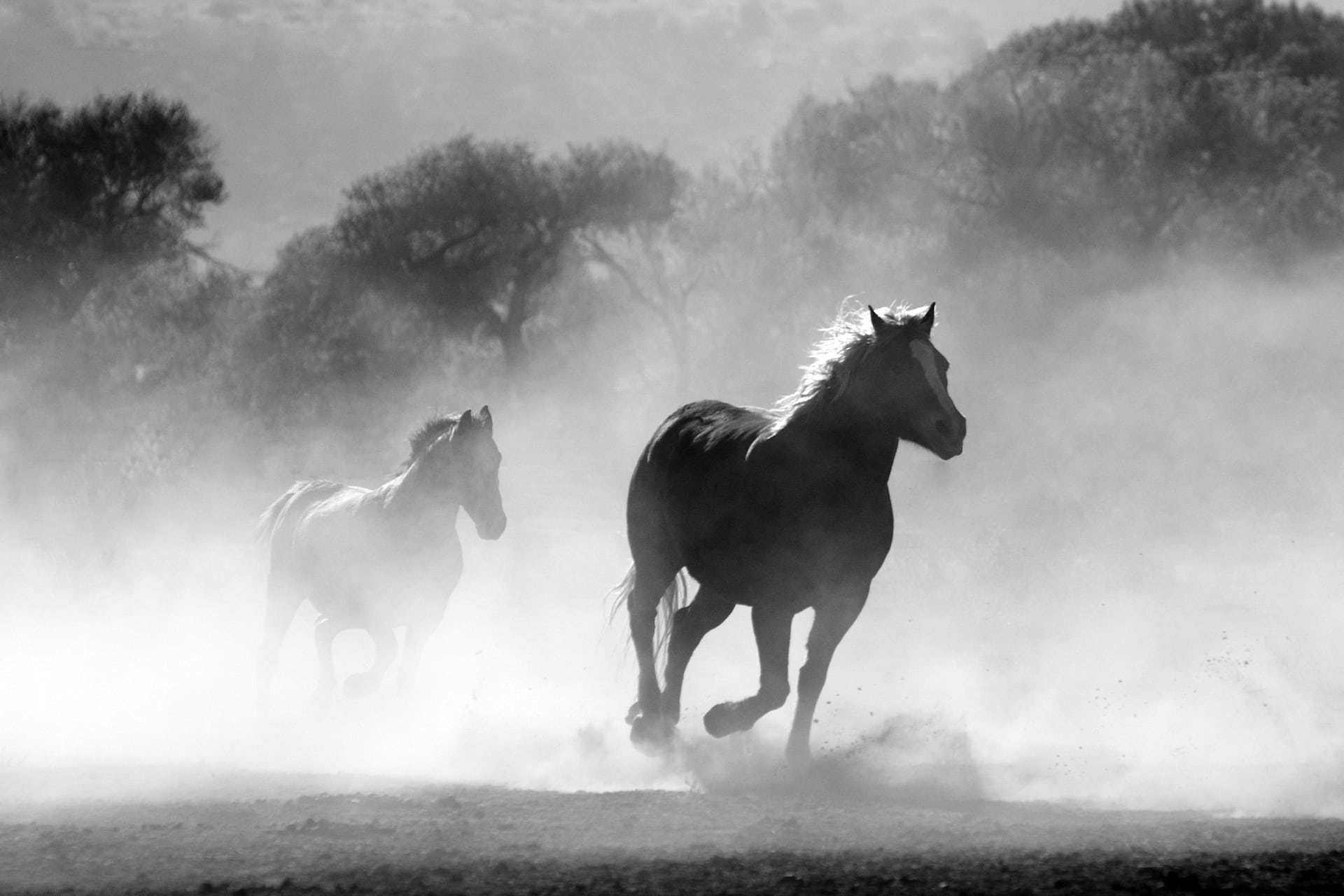 O cavalo evoluiu há entre 45 milhões a 55 milhões de anos, desde uma pequena criatura com vários dedos, o Eohippus, até o animal grande e com um único dedo de hoje.