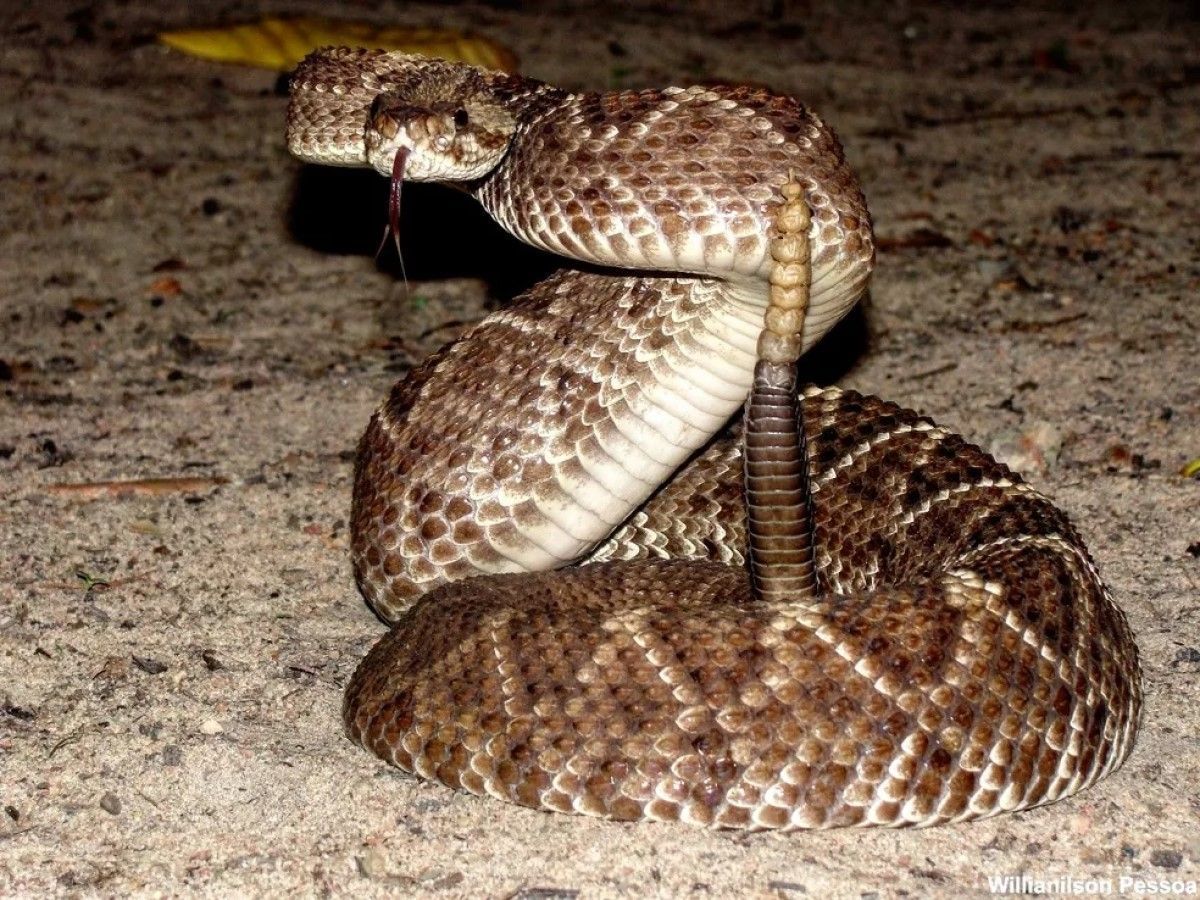 A cascavel é uma serpente venenosa conhecida por seu chocalho característico na ponta da cauda.