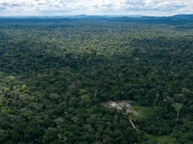 Cerca de 13 mil hectares foram desmatados na Terra Indigena Kawahiva em Mato Grosso
