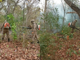 Cinco equipes do Corpo de Bombeiros combatem incendio florestal em Mato Grosso