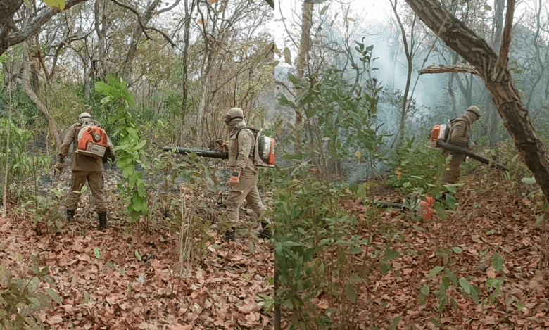Cinco equipes do Corpo de Bombeiros combatem incendio florestal em Mato Grosso
