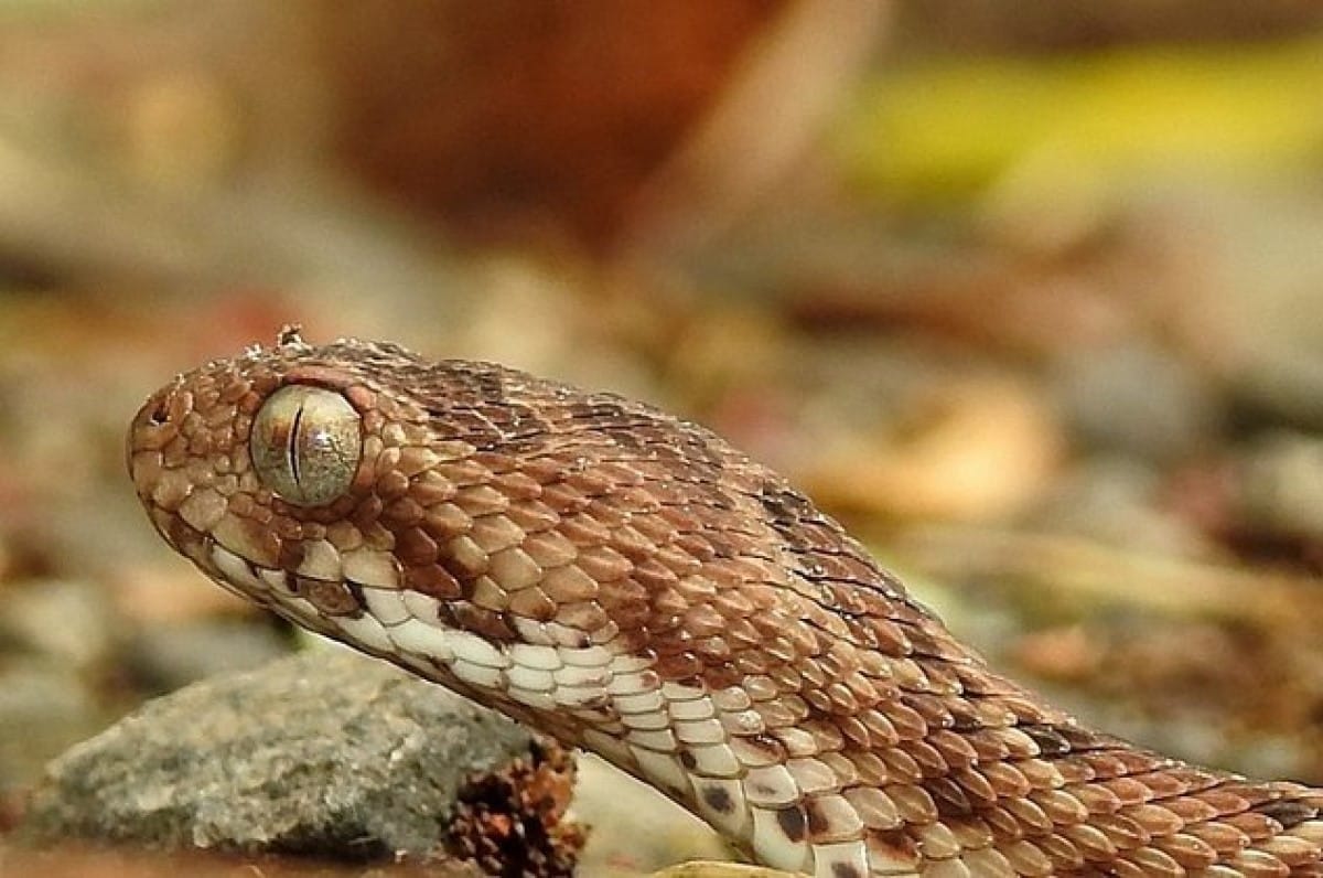 odem ser as cobras mais mortais do mundo: as espécies que pertencem ao gênero de víboras Echis, que não têm nome em português