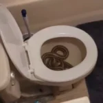 Cobra de um metro e meio invade vaso sanitário de mulher