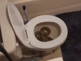 Cobra de um metro e meio invade vaso sanitário de mulher