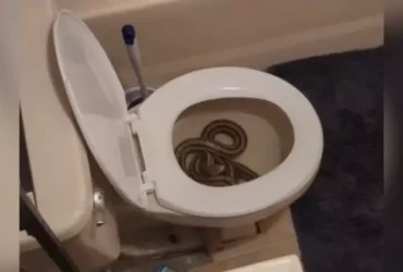 Cobra de um metro e meio invade vaso sanitário de mulher