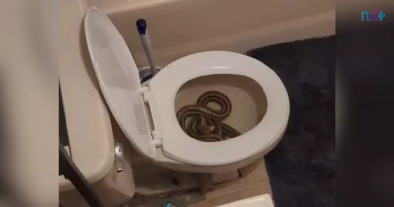 Cobra de um metro e meio invade vaso sanitário de mulher