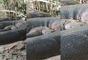Cobra gigante foi flagrada em Bonito MS . Foto Vilmar TeixeiraArquivo pessoal d74521a3bd